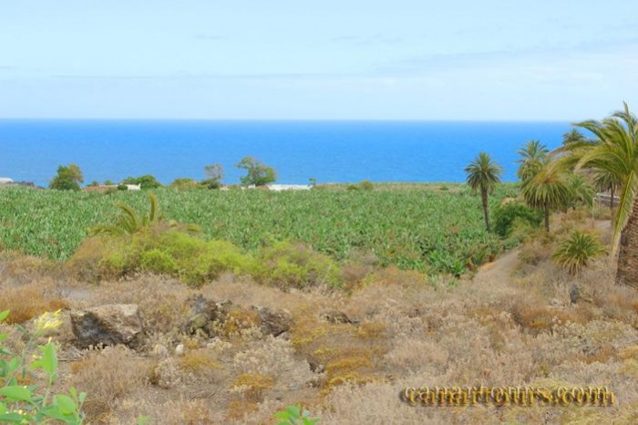 Teneryfa -Icod de los Vinos-Pepone-Wyspy Kanaryjskie